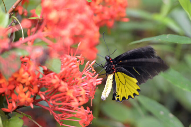 10 Gambar Kupu-kupu Hinggap di Bunga yang Indah dan Lucu