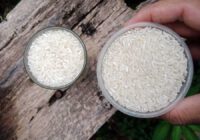 1 liter beras berapa kg kilo - 1 kg beras berapa liter - yopiefranz.id - yopie pangkey - 2