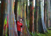 Foto Gambar Pohon Pelangi - Bondowoso Jawa Timur - Rainbow Eucalyptus - @uccas