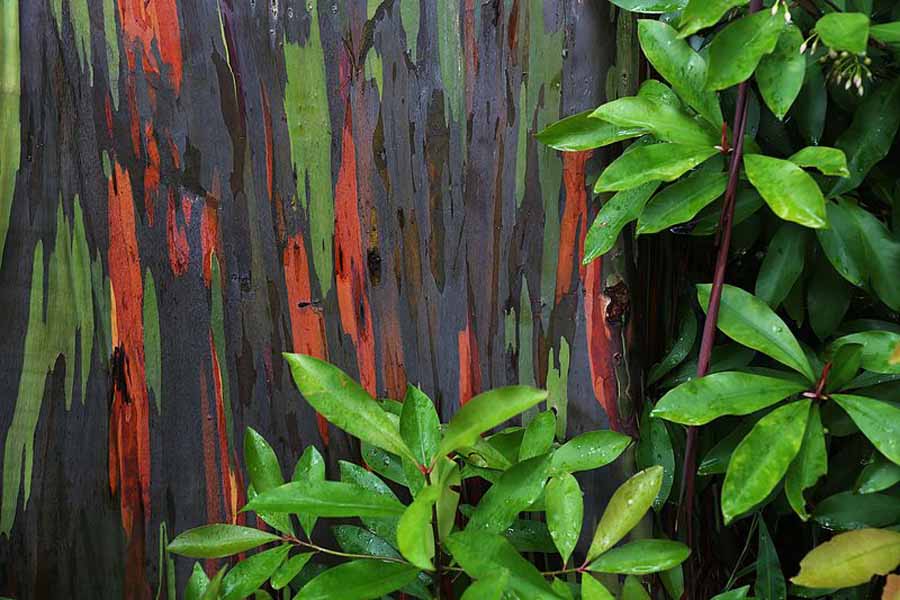 Pohon Pelangi - Foto Rainbow Eucalyptus Tree - Maui  - Paxson Woelber