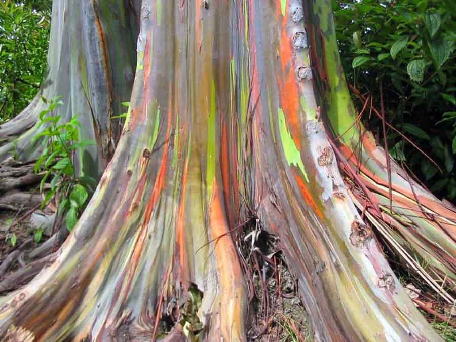 PohonPelangi - Eucalyptus deglupta - Amelia