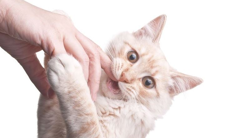 Gambar kucing menggigit jari - outsideonline