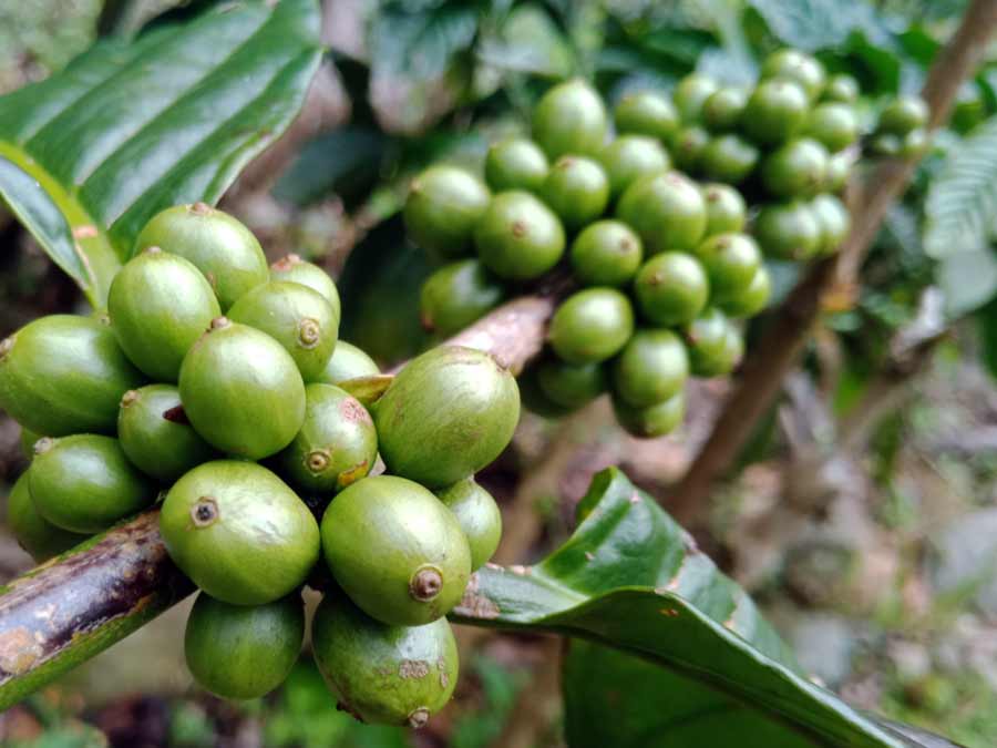 perbedaan kopi robusta dan arabika - yopiefranz.id - yopie pangkey - 1